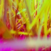 mina-sang-incorporee-herbe